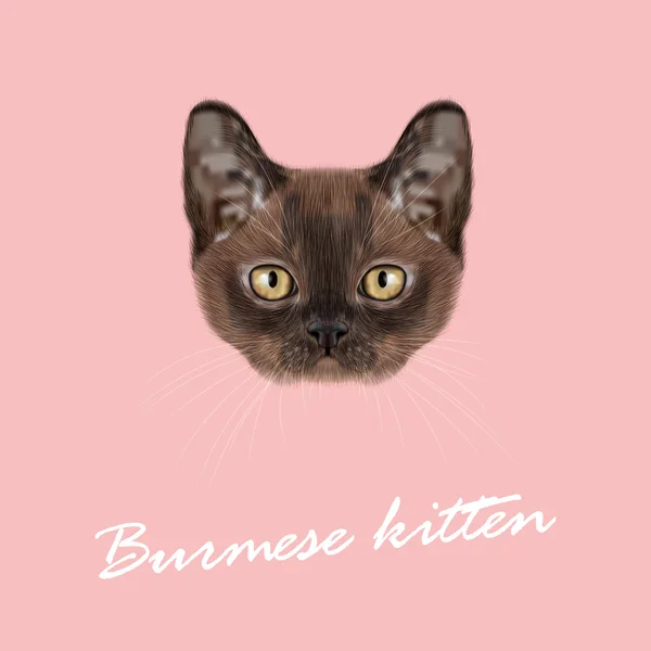 버마어 고양이의 벡터 일러스트 초상화. — 스톡 벡터