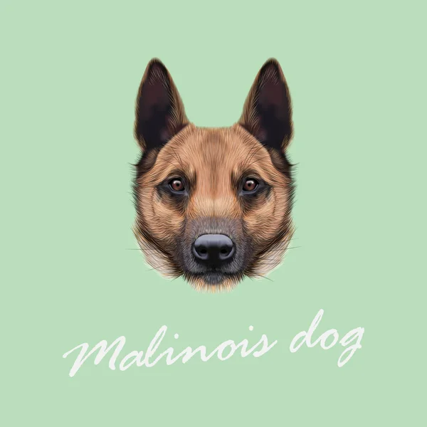 Portrait vectoriel illustré de chien malinois . — Image vectorielle