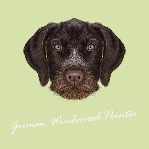Portrait illustré vectoriel de chien pointeur allemand à poils filaires . — Image vectorielle