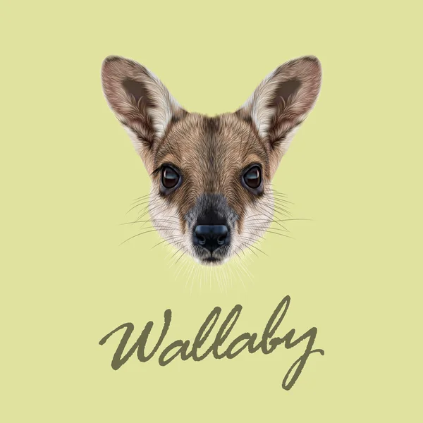 Vector Illustrated Portrait of Wallaby. — Stock Vector
