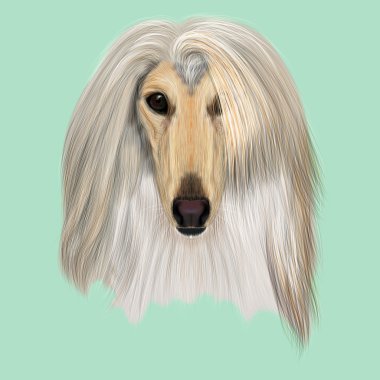 Resimli portre Afgan Tazısı köpek.