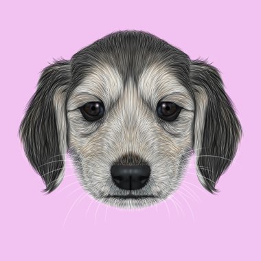 Resimli portre Afgan Tazısı köpek yavrusu.