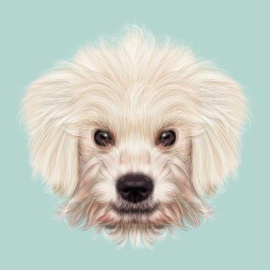 Resimli portre Komondor köpek yavrusu.