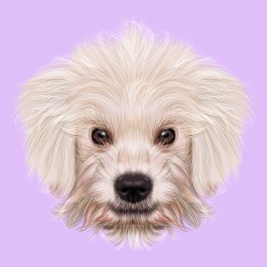 Resimli portre Komondor köpek yavrusu.