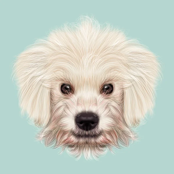 Retrato ilustrado de cachorro Komondor . — Fotografia de Stock