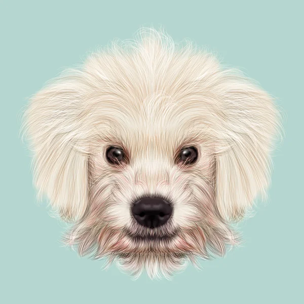 イラスト肖像画のコモンドール子犬. — ストック写真