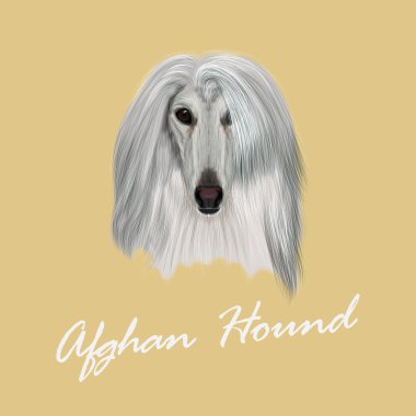 Vektör Afgan Tazısı resimli portre köpek.