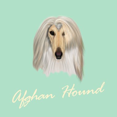 Vector Illustrated Portrait of Afghan Hound dog. clipart