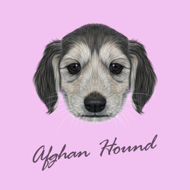 Vektör Afgan Tazısı resimli portre köpek yavrusu.