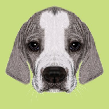 Resimli portre İngiliz Pointer köpek yavrusu.