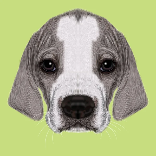 Illustrated Portrait of English Pointer puppy. — Stock Photo, Image