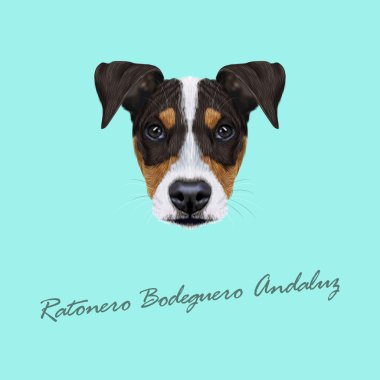 Vektör portre Ratonero Bodeguero Andaluz köpek resimli.