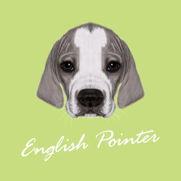 Vector Illustrated Portrait of English Pointer puppy. - Stok Vektor