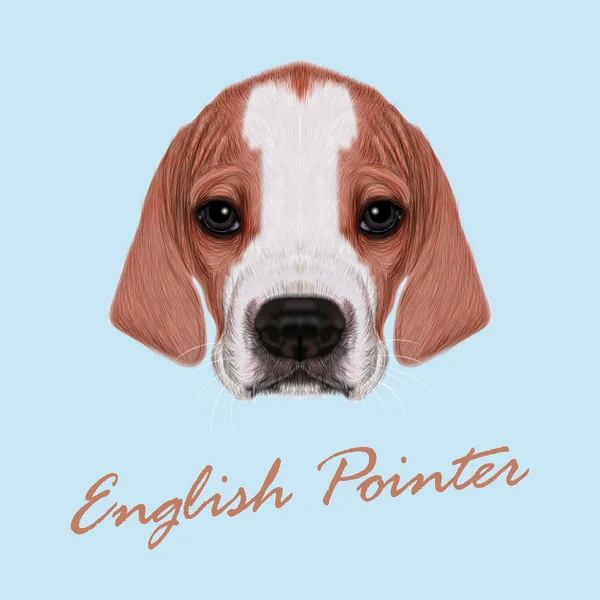 Retrato ilustrado vetorial do filhote de cachorro ponteiro inglês . —  Vetores de Stock