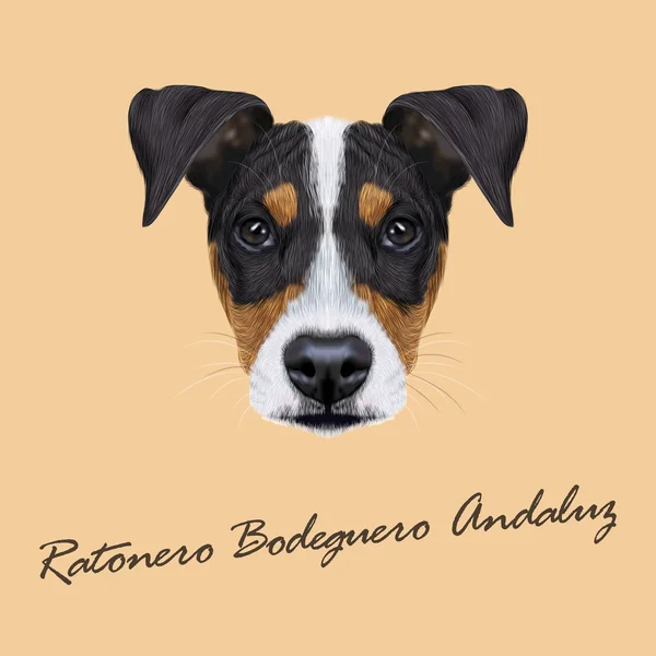 Vector illustrerad porträtt av Ratonero Bodeguero Andaluz hund. — Stock vektor