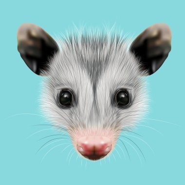 Illustrated Portrait of Opossum.