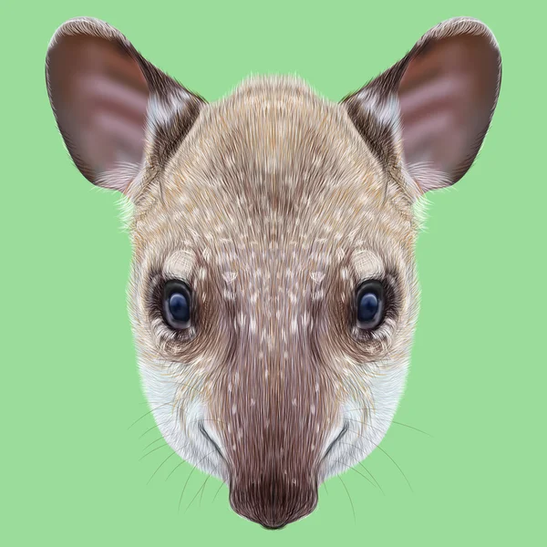 Illustrerade porträtt av Tapir. — Stockfoto