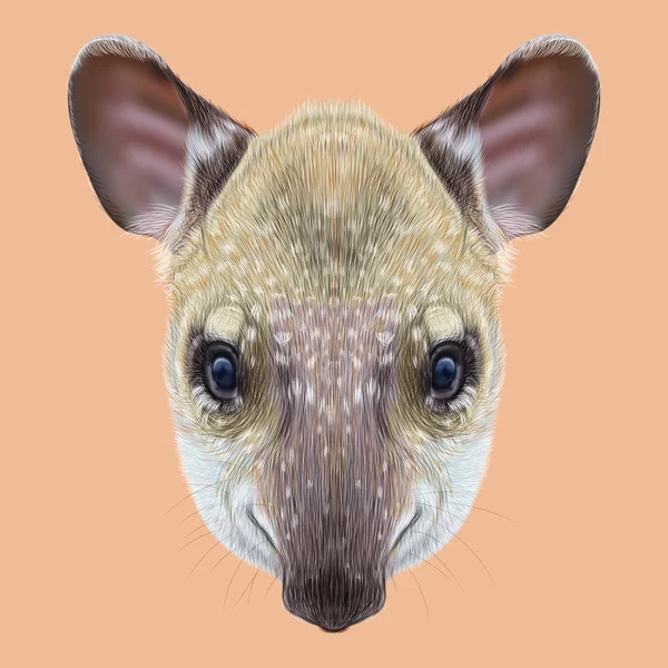 Ilustrowane portret Tapir. — Zdjęcie stockowe