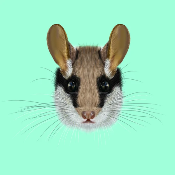 Illustrated Portrait of Garden dormouse. — Stock Photo, Image