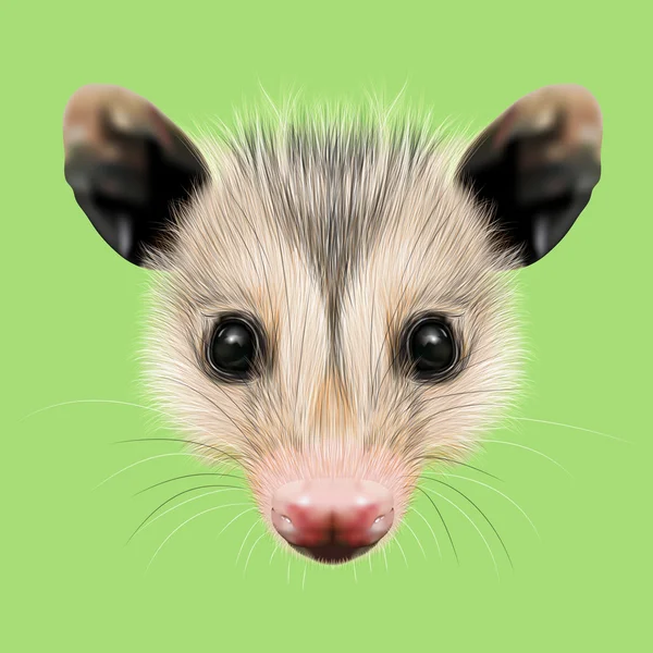 Illustrated Portrait of Opossum. — Stock Photo, Image