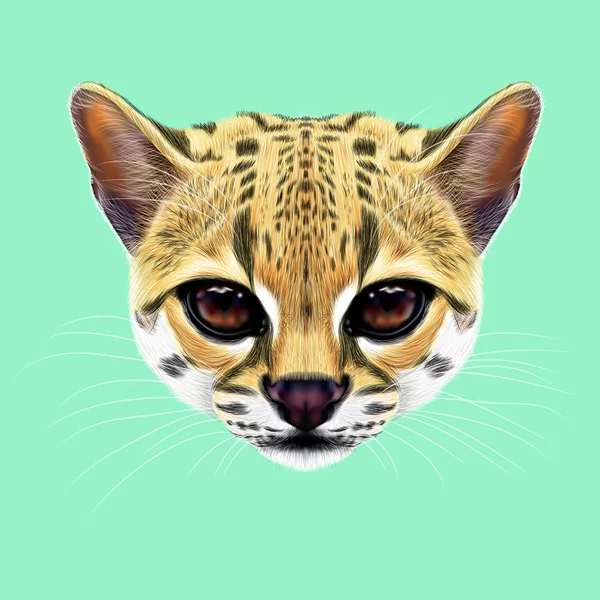 Illusztrált portré a Hosszúfarkú macska-macska. — Stock Fotó