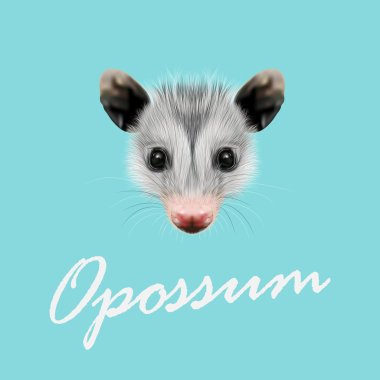 Vector Illustrated Portrait of Opossum.