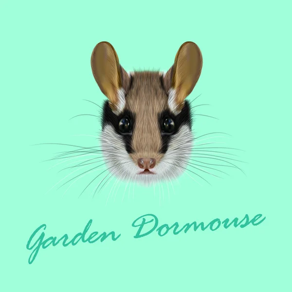 Dormouse pokazano portret ogród wektor. — Wektor stockowy