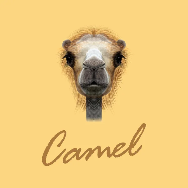 Retrato ilustrado vetorial de camelo . — Vetor de Stock