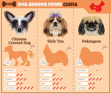 Köpekler doğurmak vektör infographics tip-in köpek ırkları Çin'den.