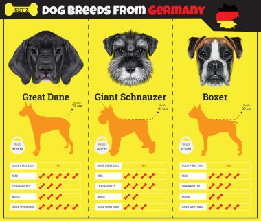 Köpekler doğurmak vektör infographics türleri Almanya'dan köpek doğurmak.