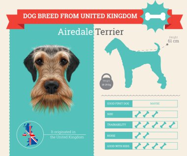 Airedale Terrier köpek doğurmak vektör infographics.