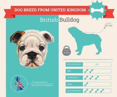 İngiliz bulldog ırkı vektör infographics