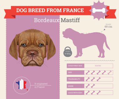 Bordeaux Mastiff köpek doğurmak vektör infographics.