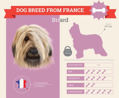 Brie çoban köpeği köpek doğurmak vektör infographics.
