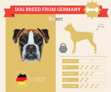 Boxer köpek doğurmak vektör infographics.