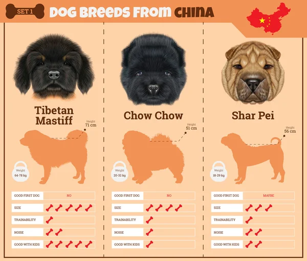 Dogs breed vector infographics types of dog breeds from China. — Stock Vector