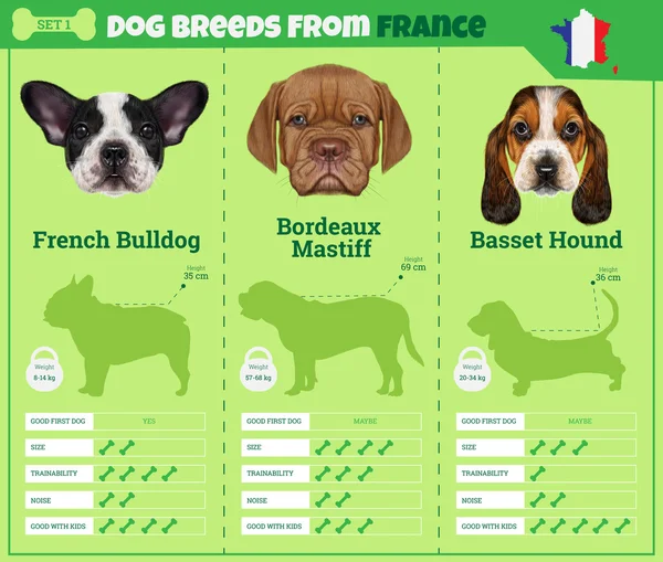 Psi plemene vektorové infografiky typy plemen psů z Francie. — Stockový vektor