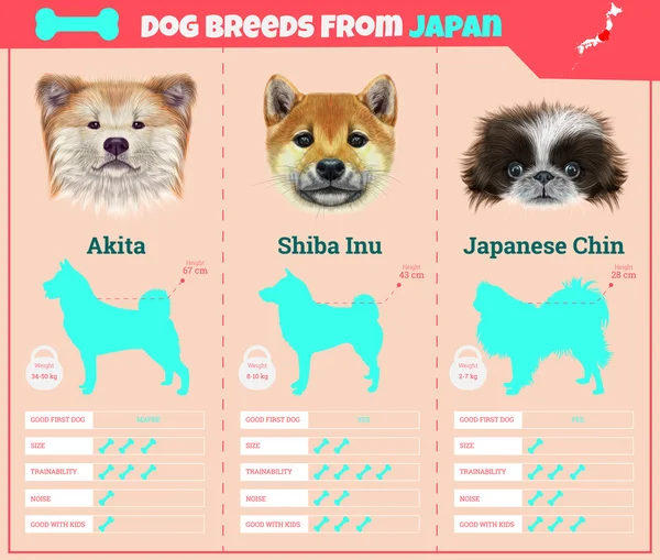 Anjing jenis vektor infografis jenis anjing keturunan dari Jepang . - Stok Vektor