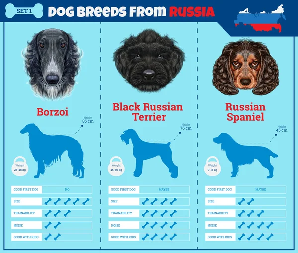 Psi plemene vektorové infografiky typy plemen psů z Ruska. — Stockový vektor