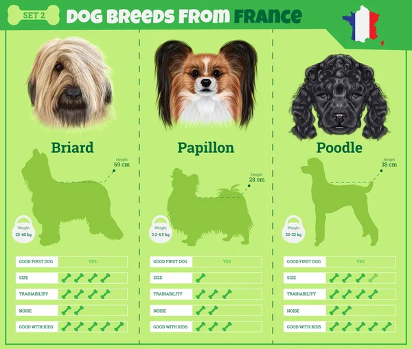 Dogs breed vector infographics types of dog breeds from France — Stock Vector