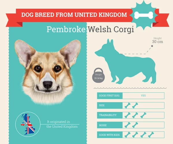 Pembroke Galês Corgi Dog raça vetor infográficos . — Vetor de Stock