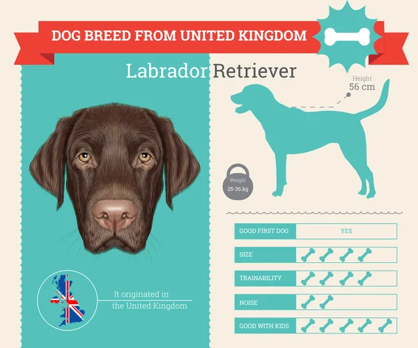 Labradorský retrívr pes plemene vektor infografika. — Stockový vektor