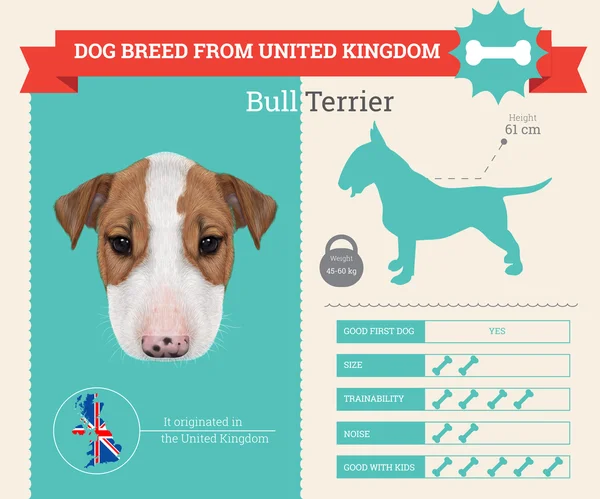 Bull Terrier pies rasa wektor infografiki. — Wektor stockowy