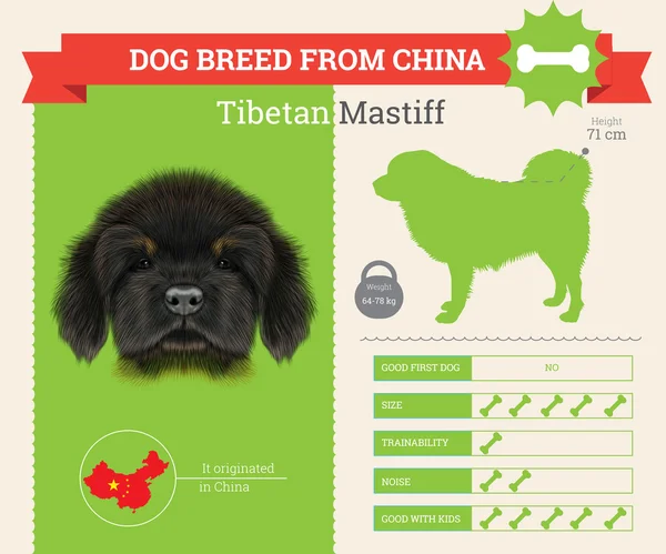 Tibetan Mastiff Dog breed vector infographics. — Stock Vector