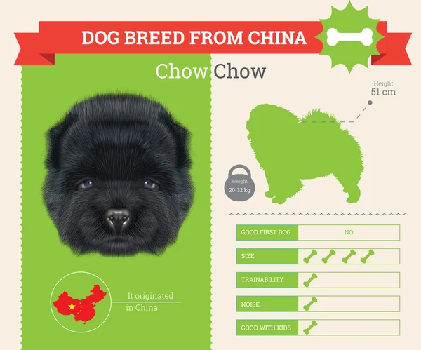 Dog Chow Chow rasa wektor zestaw infografiki. — Wektor stockowy