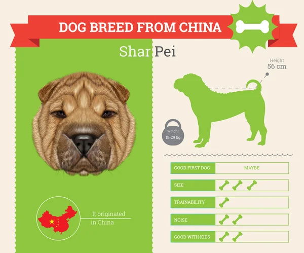 Shar Pei Raça cão vetor infográficos . — Vetor de Stock