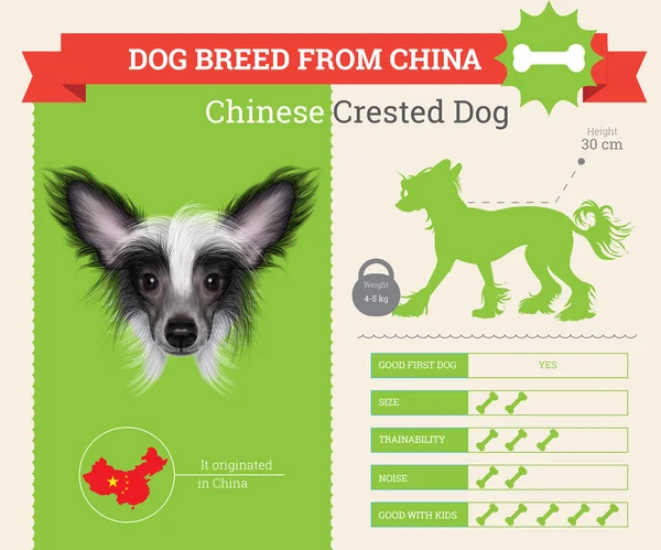 Chino cresta perro crianza vector infografías . — Archivo Imágenes Vectoriales