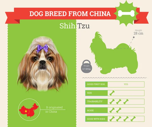 Shih Tzu Dog vektor breed infografis . - Stok Vektor