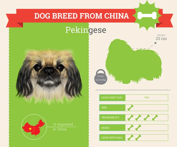 Pekingese 개 품종 벡터 인포 그래픽. — 스톡 벡터