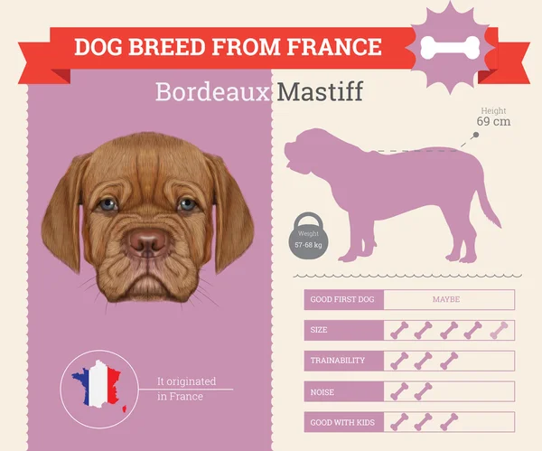 Burdeos mastín perro raza vector infografías . — Vector de stock